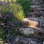 escaliers en pierre et lavandes